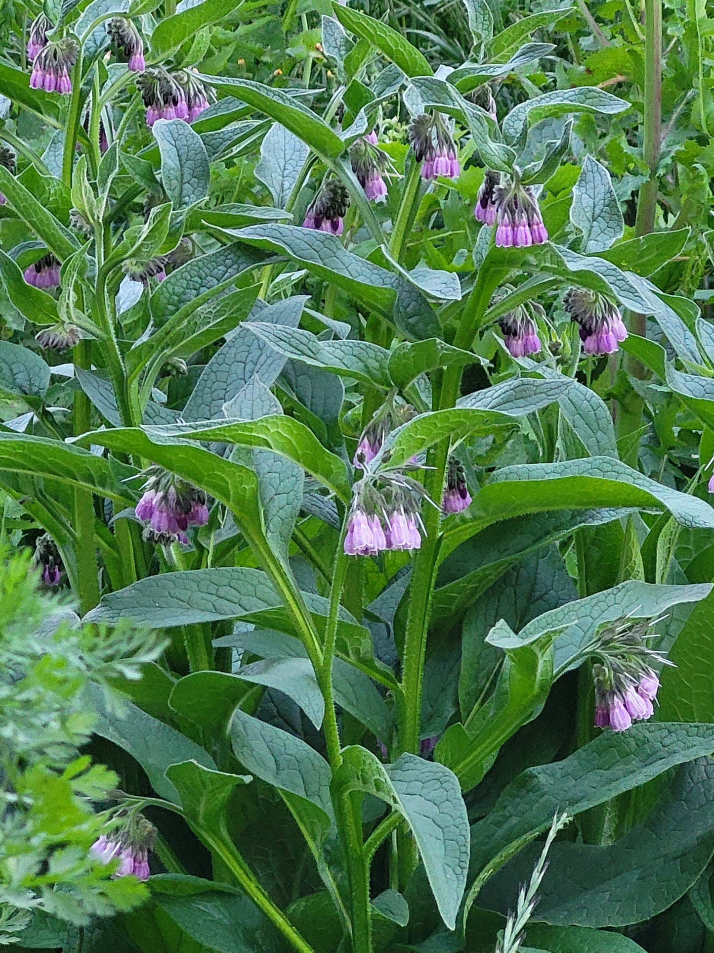 Organic COMFREY Russian Bocking 14 ,Root Cuttings 6 Piece SHIPS FREE