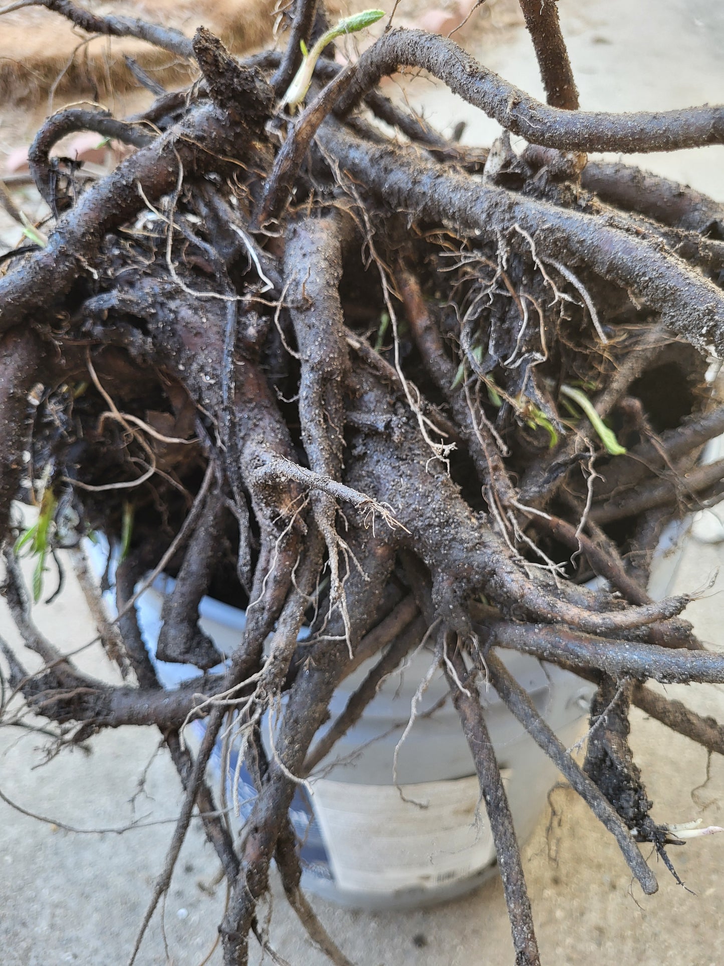 Organic COMFREY Russian Bocking 14 ,Root Cuttings 6 Piece SHIPS FREE