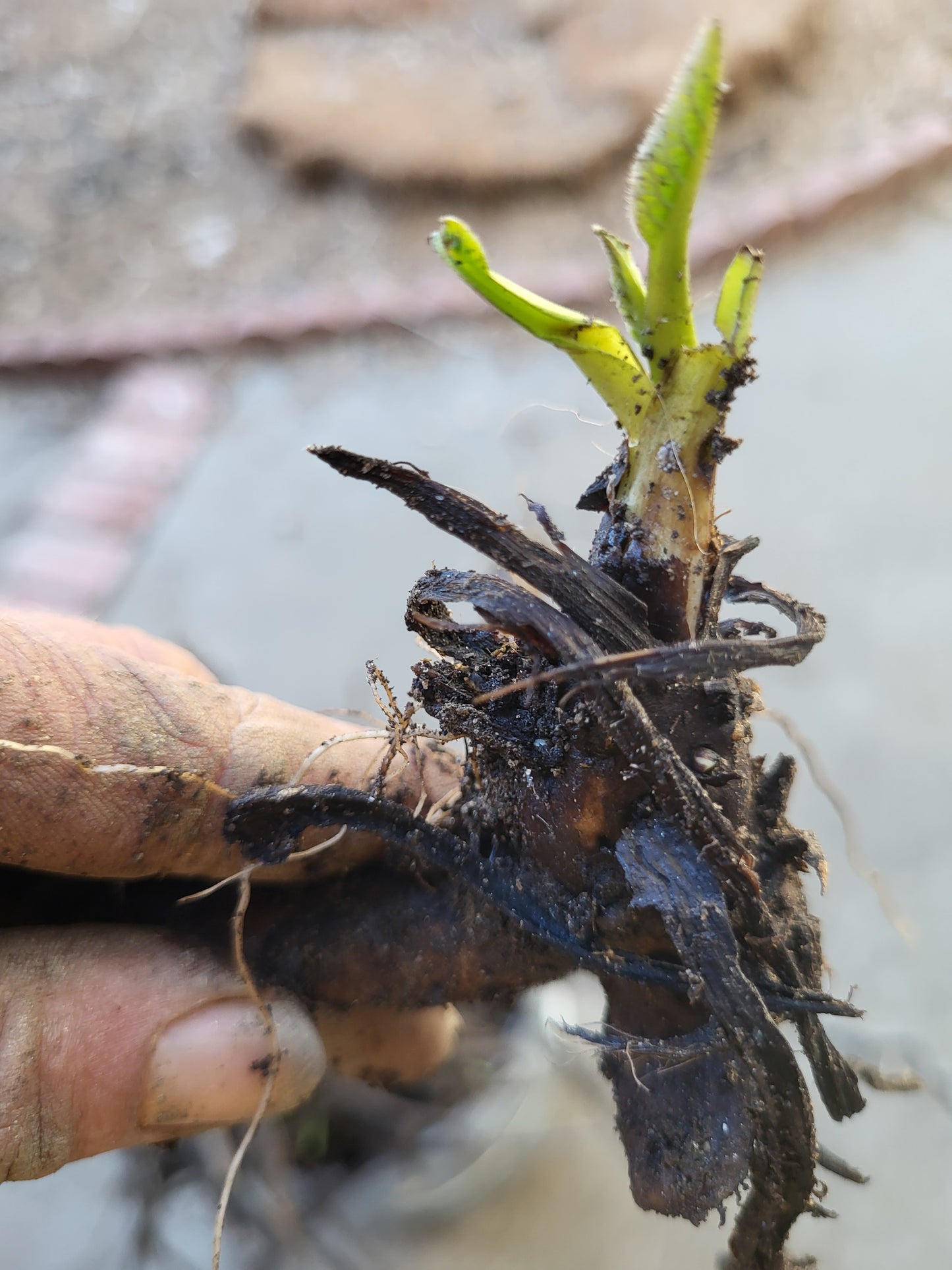 Organic COMFREY Russian Bocking 14 ,Root Cuttings 6 Piece SHIPS FREE