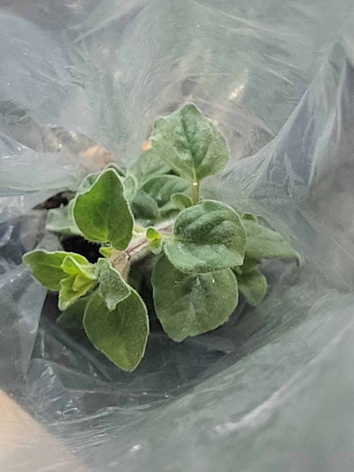 Fresh Organic SICILIAN OREGANO CUTTING (Set of 2) SHIPS FREE