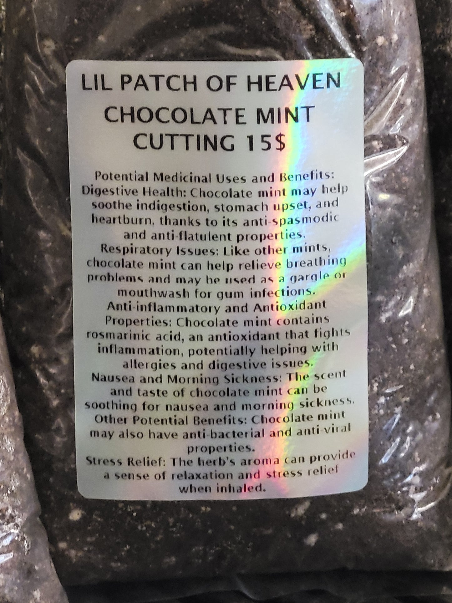 Fresh Organic CHOCOLATE MINT CUTTING (Set of 2) SHIPS FREE