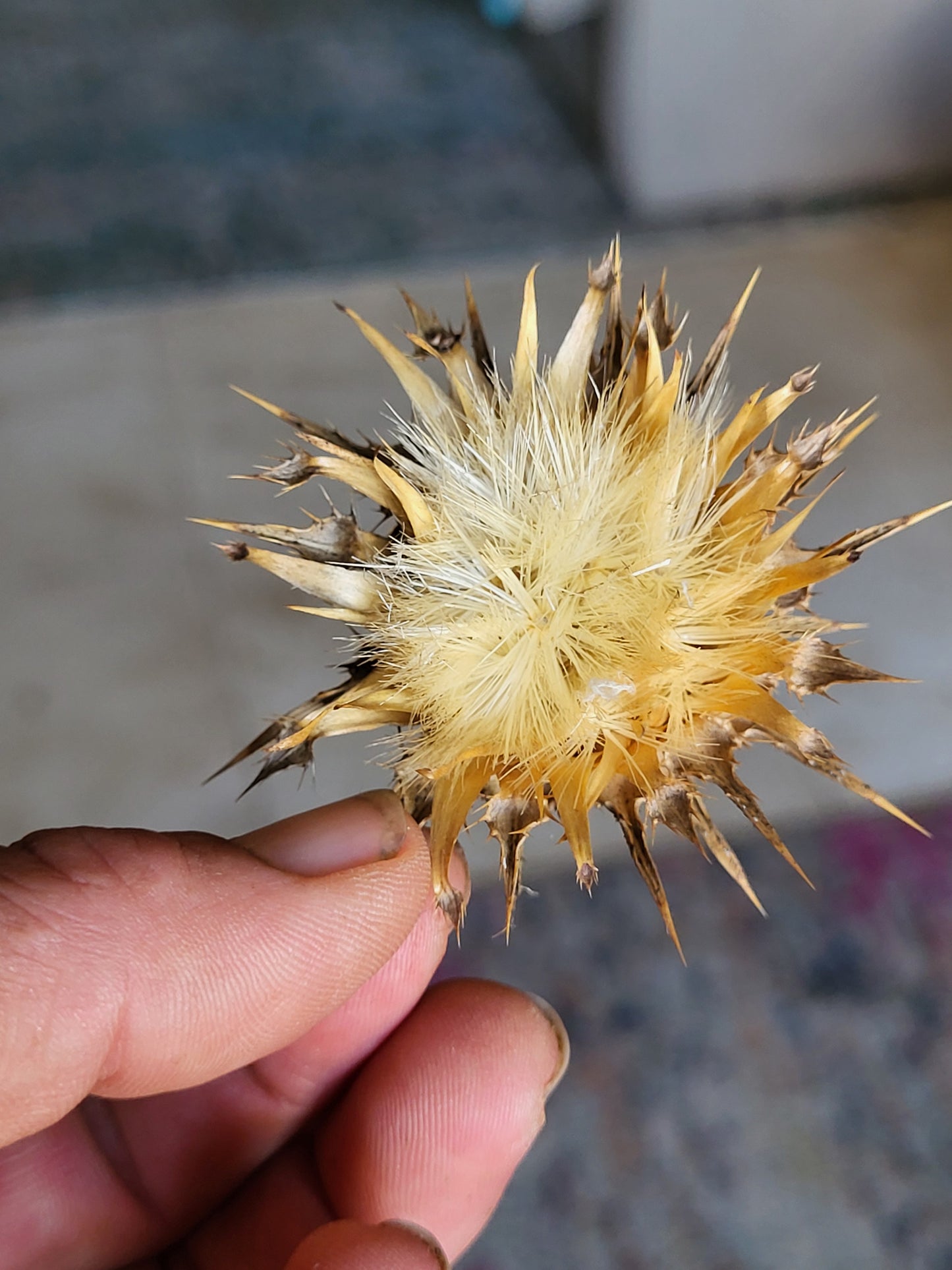 Milk Thistle Seed Heads Full of Seeds For Planting- Organic - 1/3 Ounce SHIPS FREE