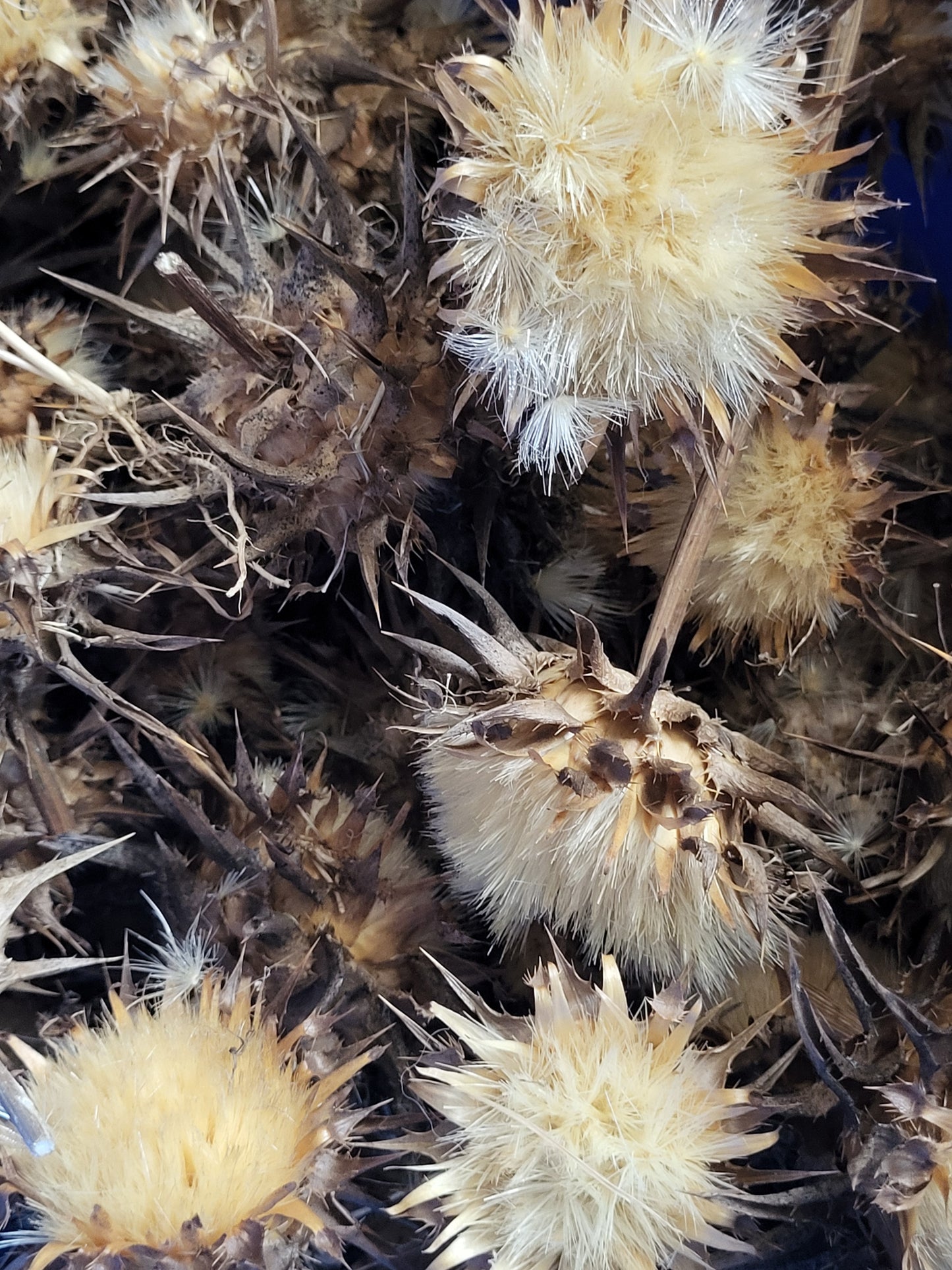 Milk Thistle Seed Heads Full of Seeds For Planting- Organic - 1/3 Ounce SHIPS FREE