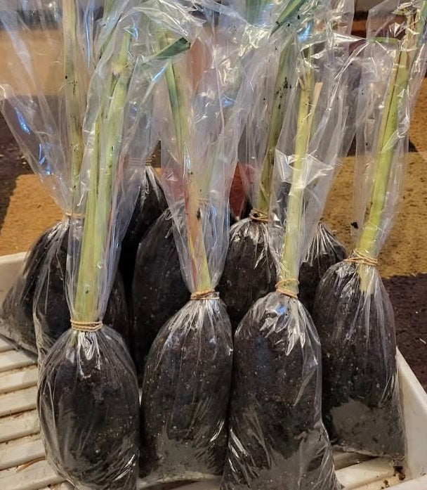 Organic Lemongrass Cuttings (Set of 2) – Fresh for Planting SHIPS FREE