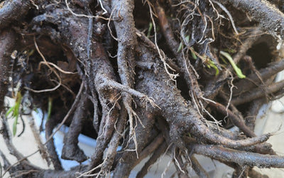 Comfrey Root Cuttings: How to Grow & Use This Remarkable Healing Herb