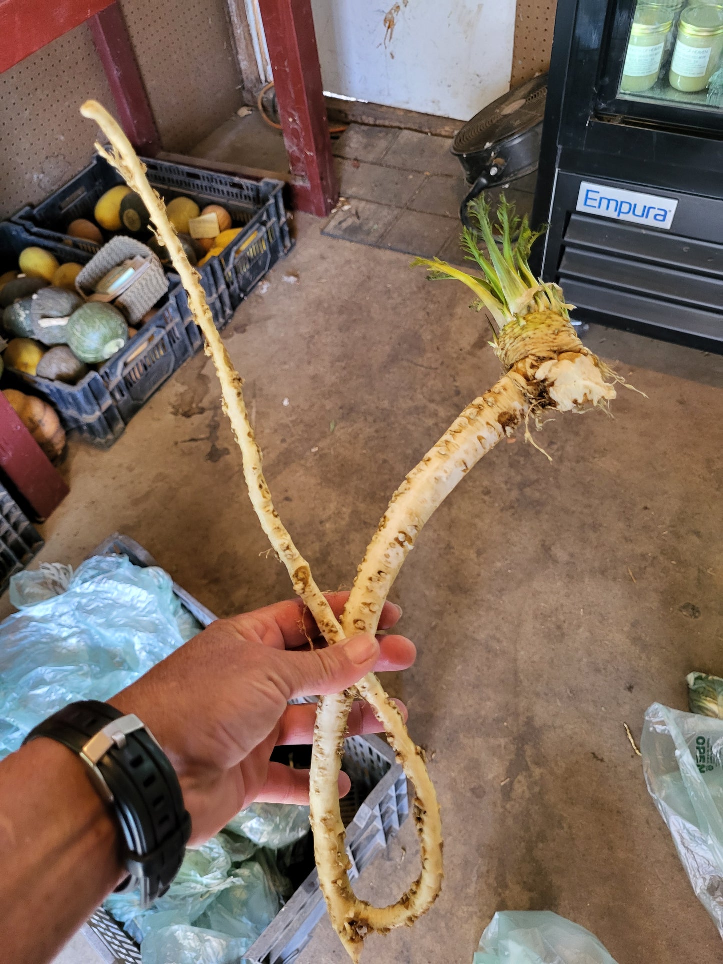 2 Organic Horseradish Root Crowns " For Growing" FREE SHIPPING "