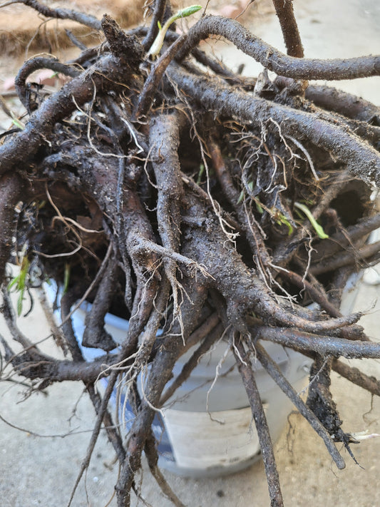 Organic COMFREY Russian Bocking 14 ,Root Cuttings 6 Piece SHIPS FREE