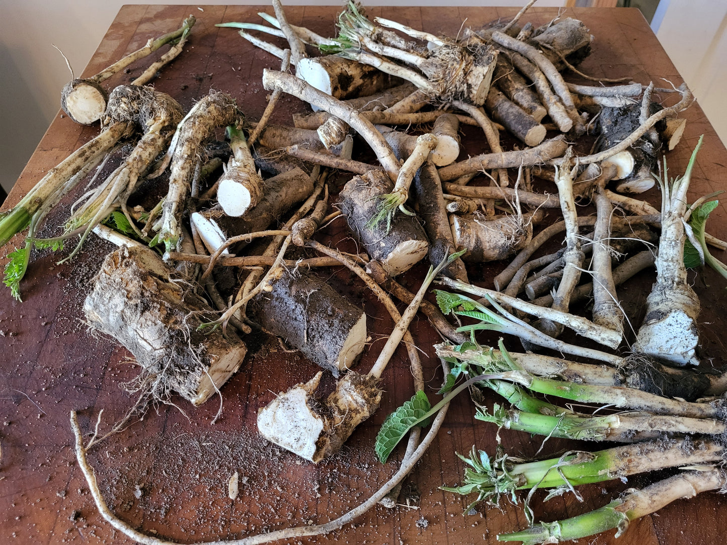 2 Organic Horseradish Root Crowns " For Growing" FREE SHIPPING "