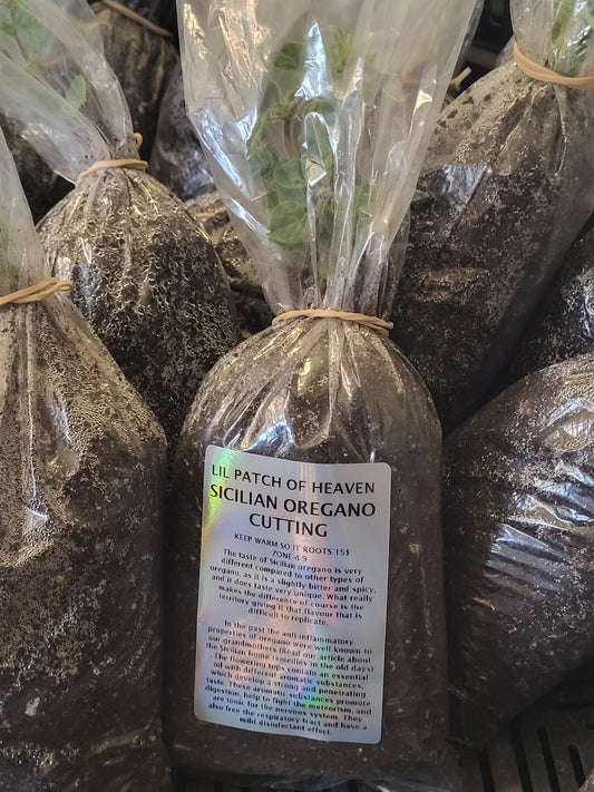 Fresh Organic SICILIAN OREGANO CUTTING (Set of 2) SHIPS FREE