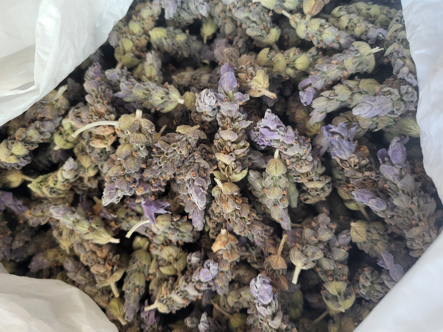 Lavender, Frankincense, Olive Leaf,  Hydrosol- 4 oz Sprayer SHIPS FREE