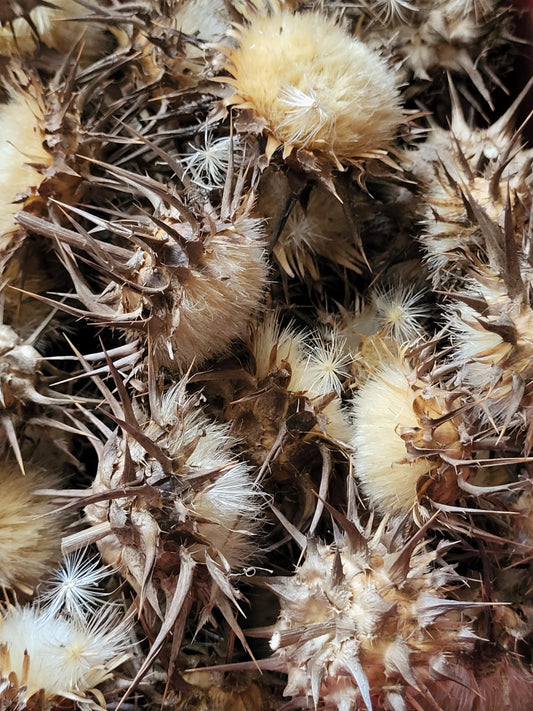 Milk Thistle Seed Heads Full of Seeds For Planting- Organic - 1/3 Ounce SHIPS FREE
