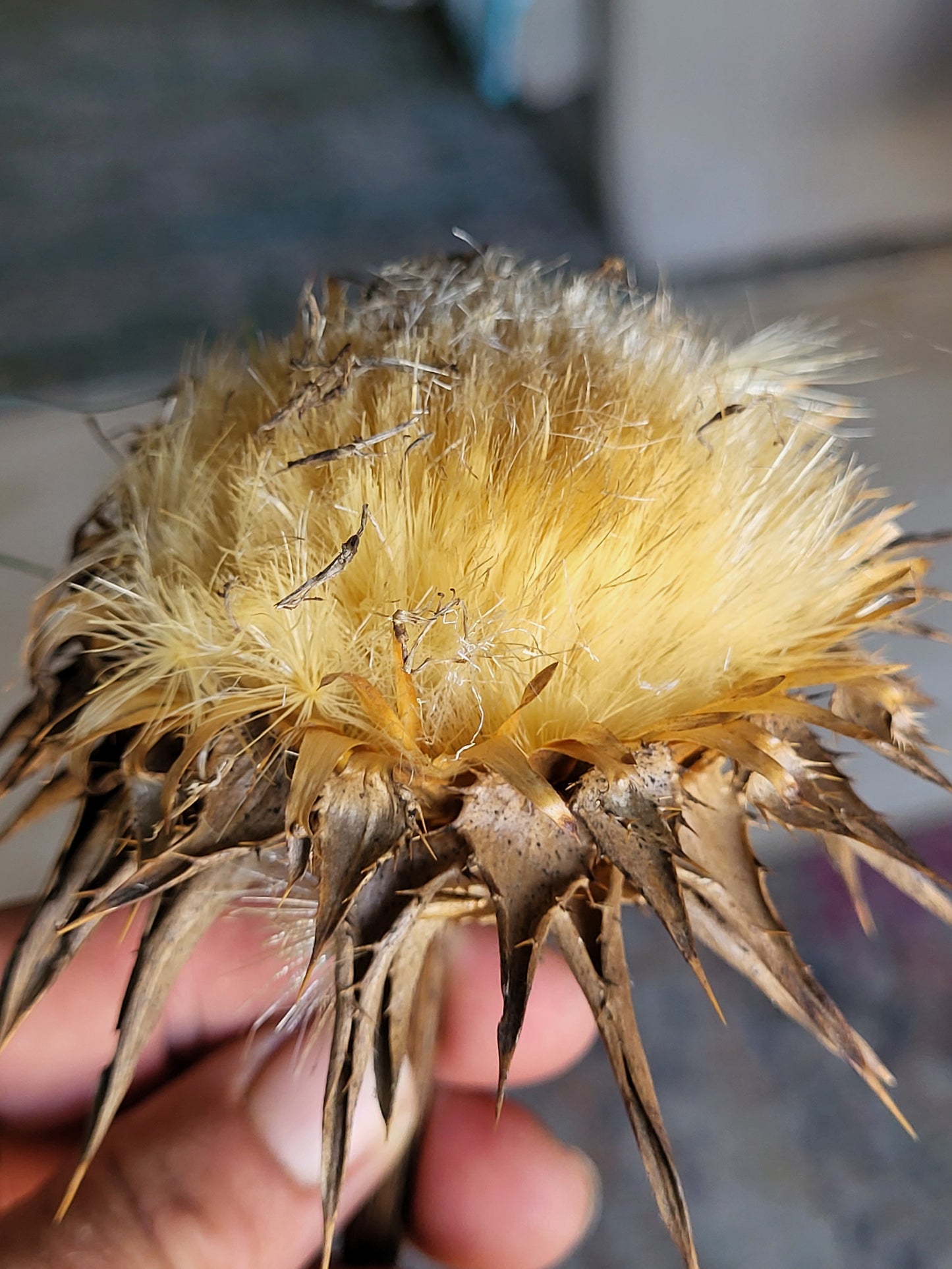 Milk Thistle Seed Heads Full of Seeds For Planting- Organic - 1/3 Ounce SHIPS FREE