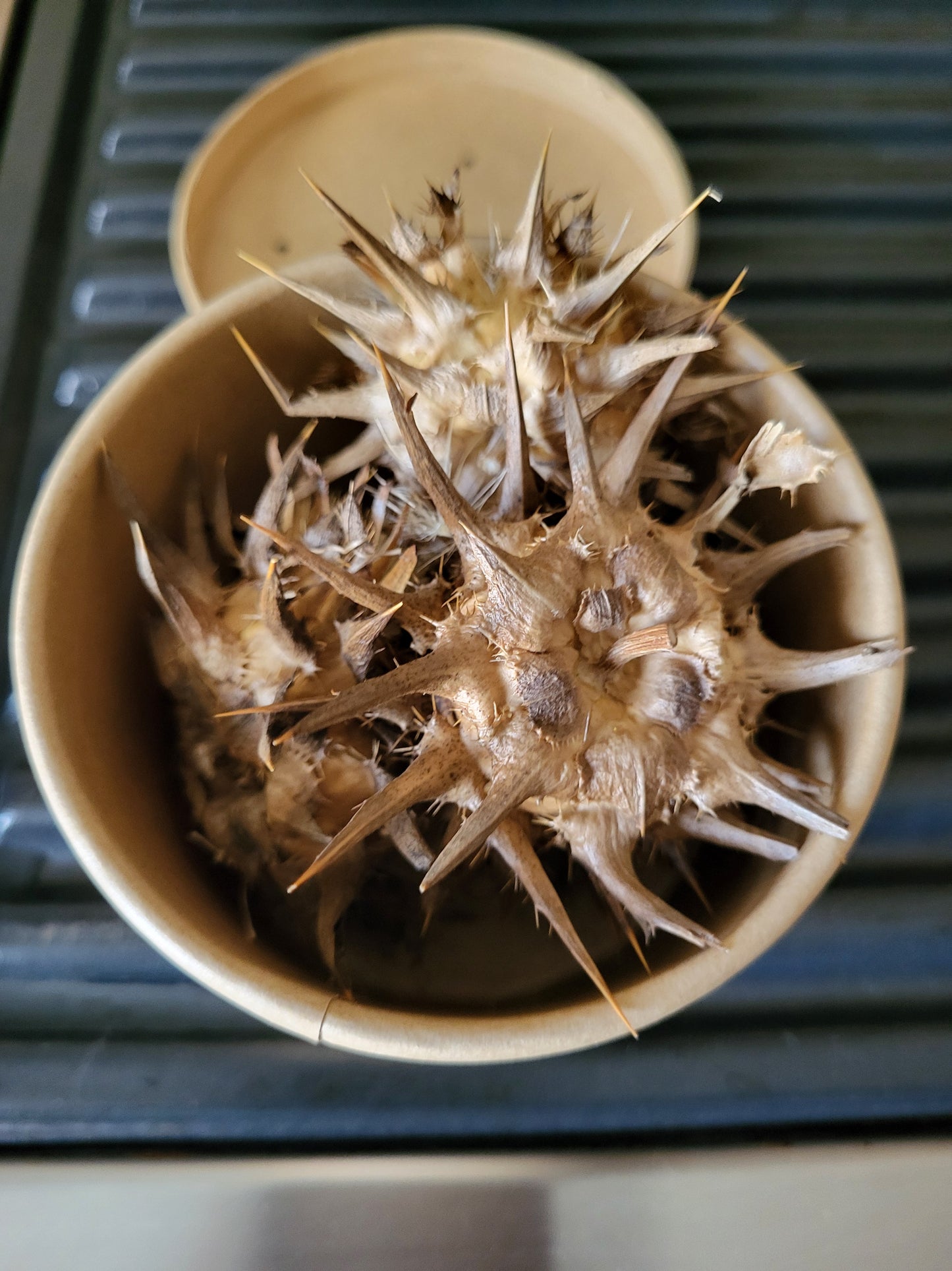 Milk Thistle Seed Heads Full of Seeds For Planting- Organic - 1/3 Ounce SHIPS FREE