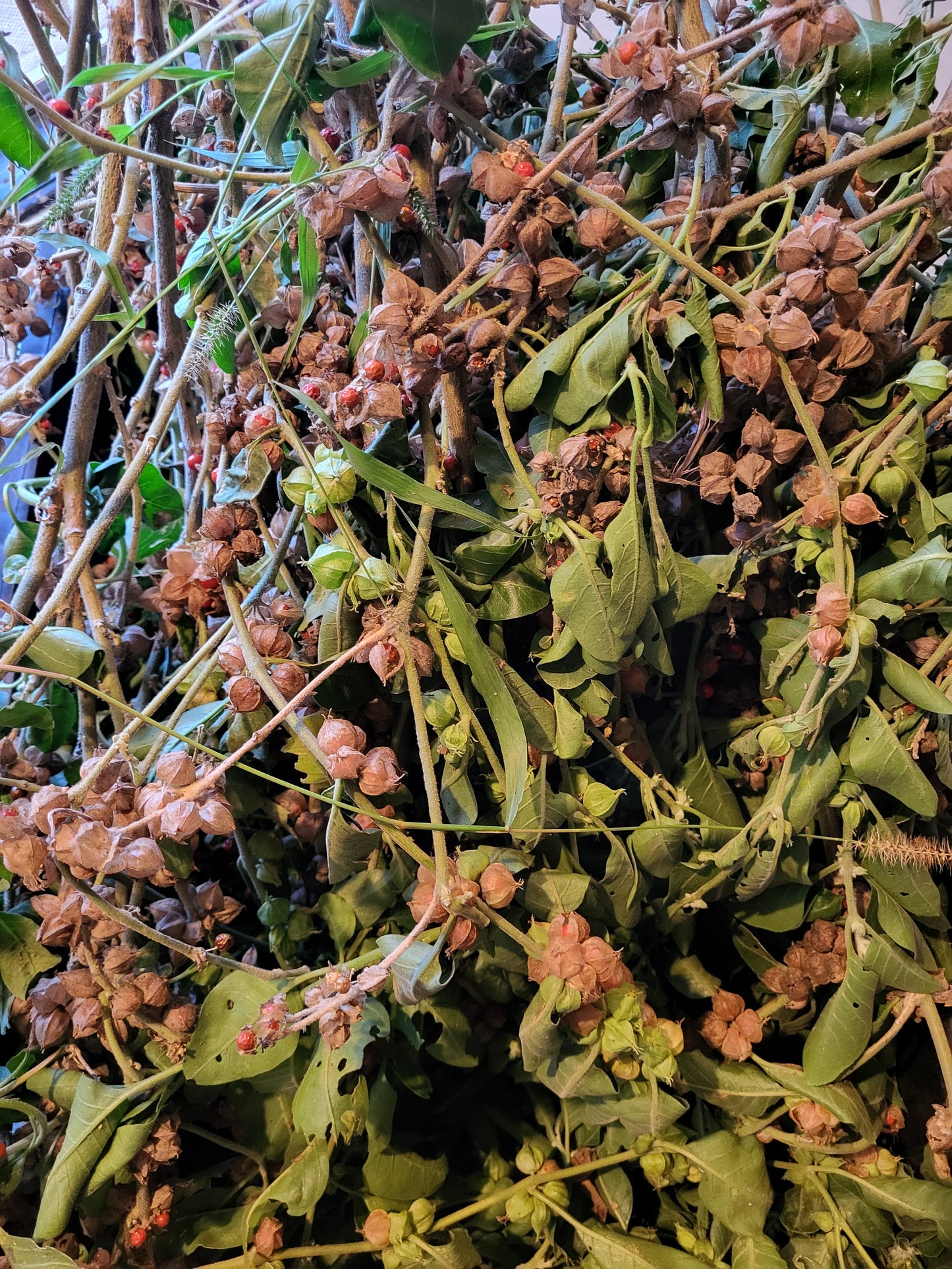 ASHWAGANDHA SEEDS, LEAF, STEM - Medicinal 1.8 oz SHIPS FREE