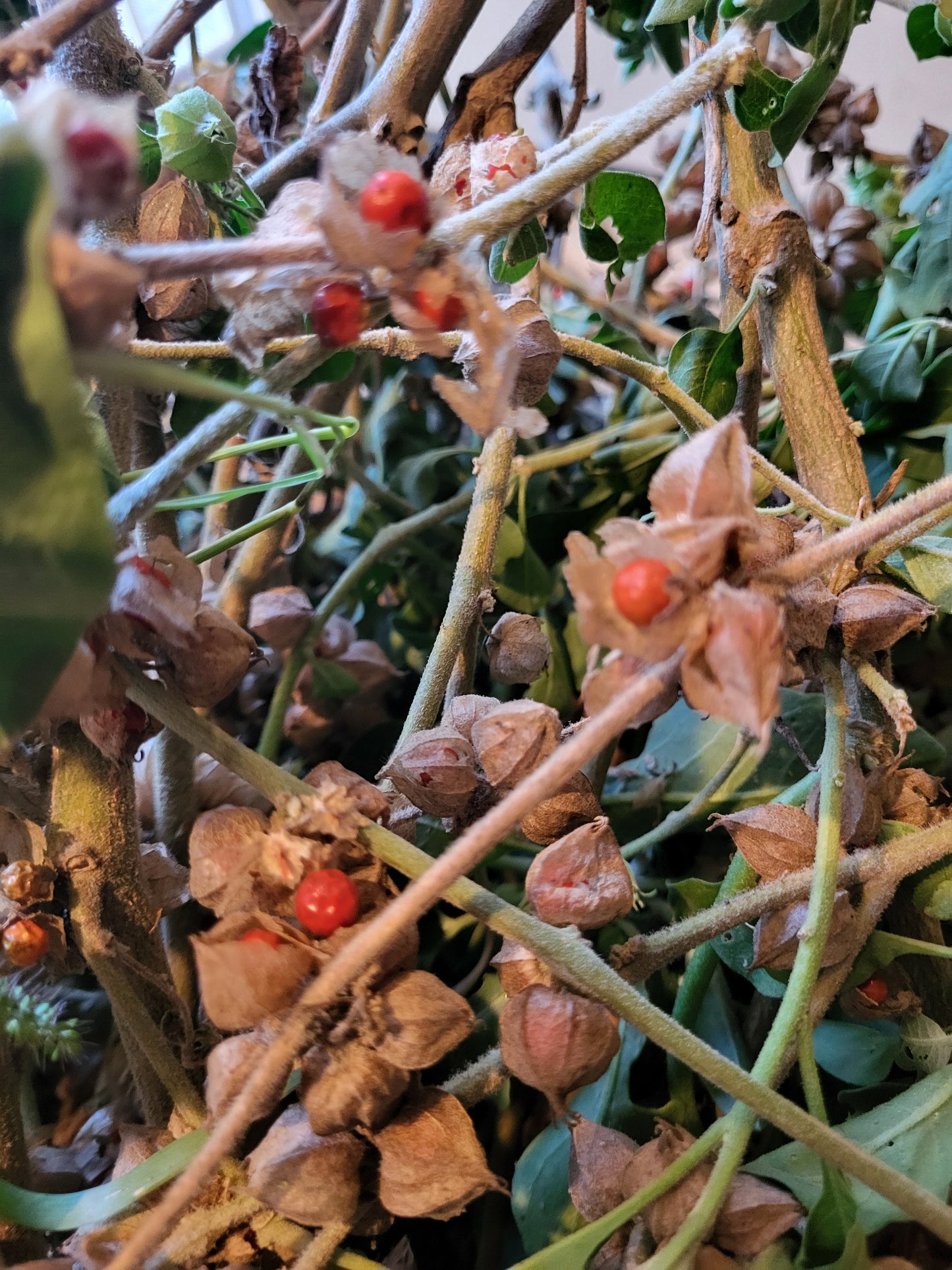 ASHWAGANDHA SEEDS, LEAF, STEM - Medicinal 1.8 oz SHIPS FREE