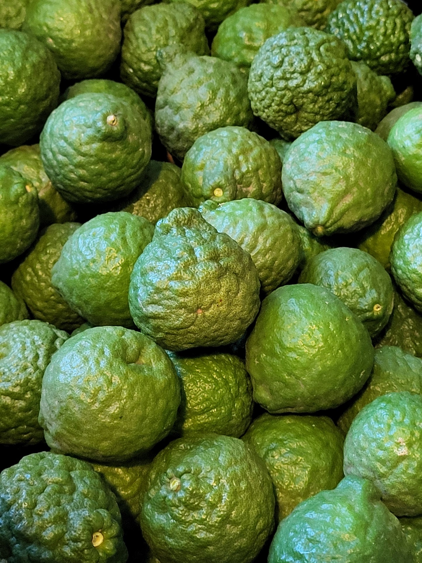 "RARE" Finger Limes AKA Lime Caviar 1/2 lb - PLUS - 1.5 lb KAFFIR LIME aka THAI LIMES Organic Fresh Picked FREE SHIPPING