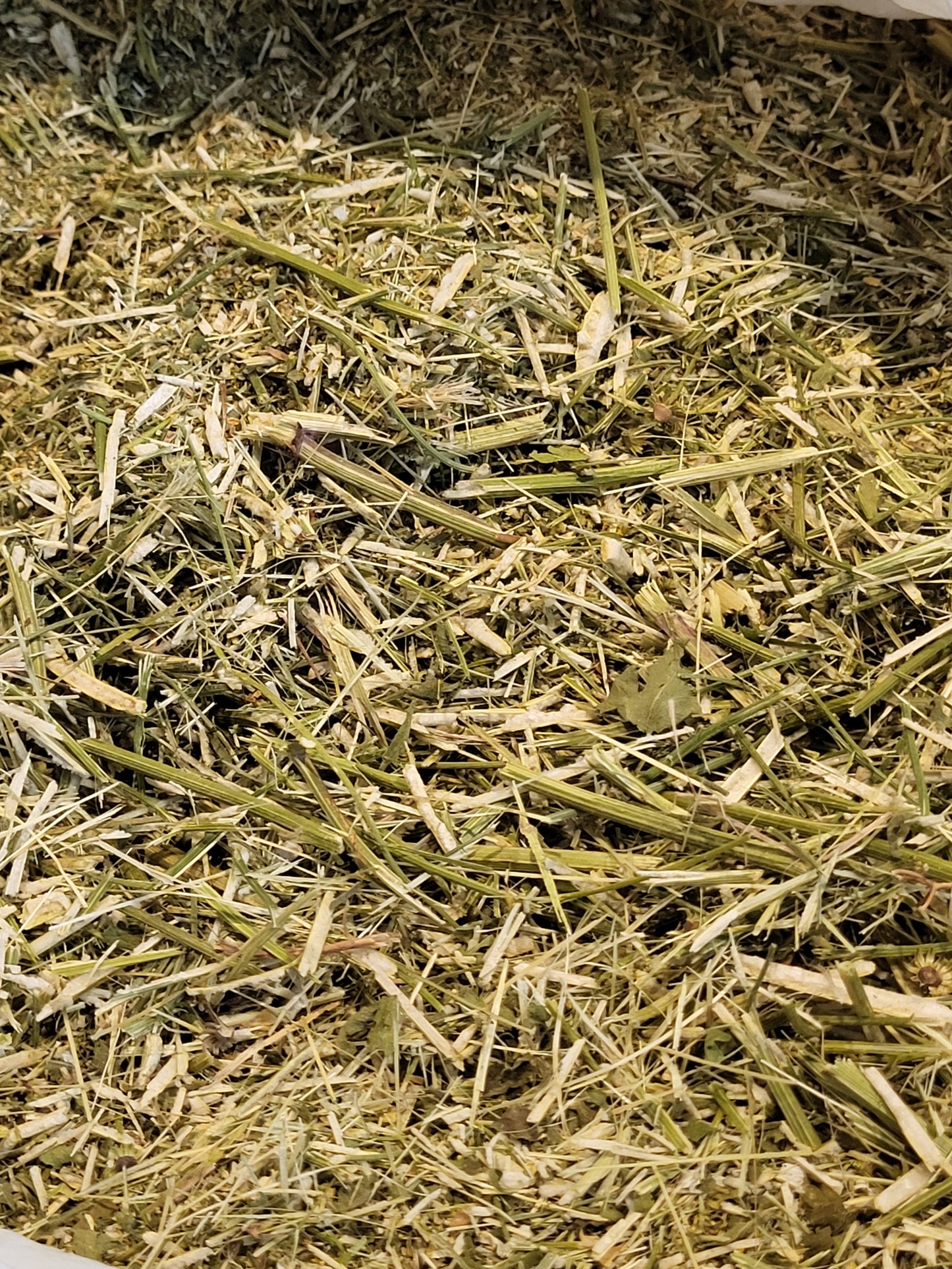 Feverfew Chopped Organic Fresh- 16 ounce cup SHIPS FREE