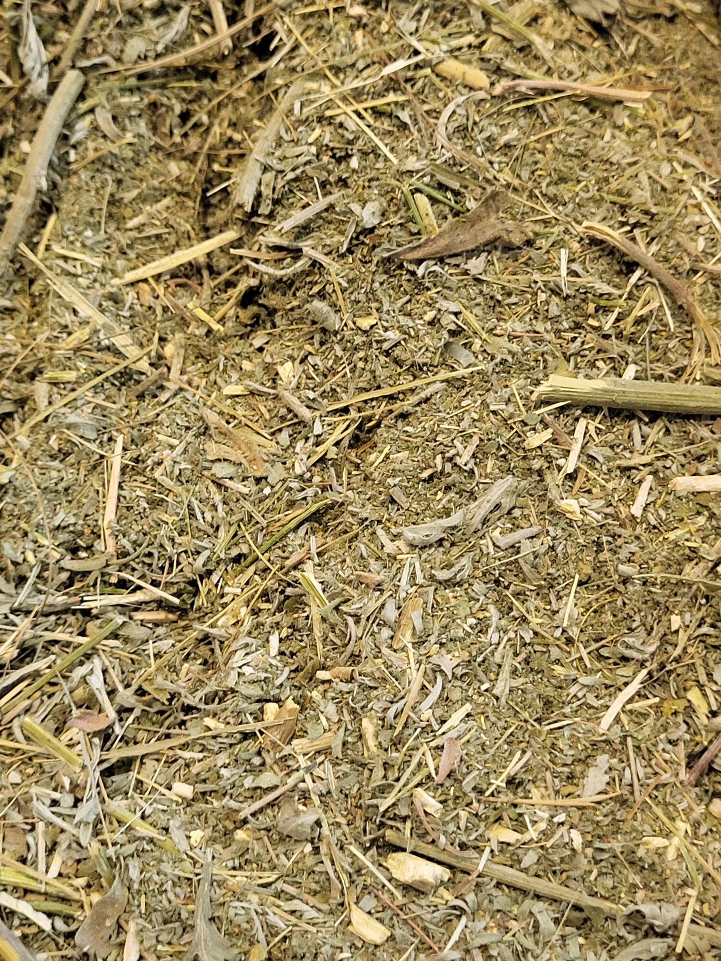 Wormwood " Artemisia Absinthium "Chopped Organic Fresh- 16 ounce cup SHIPS FREE