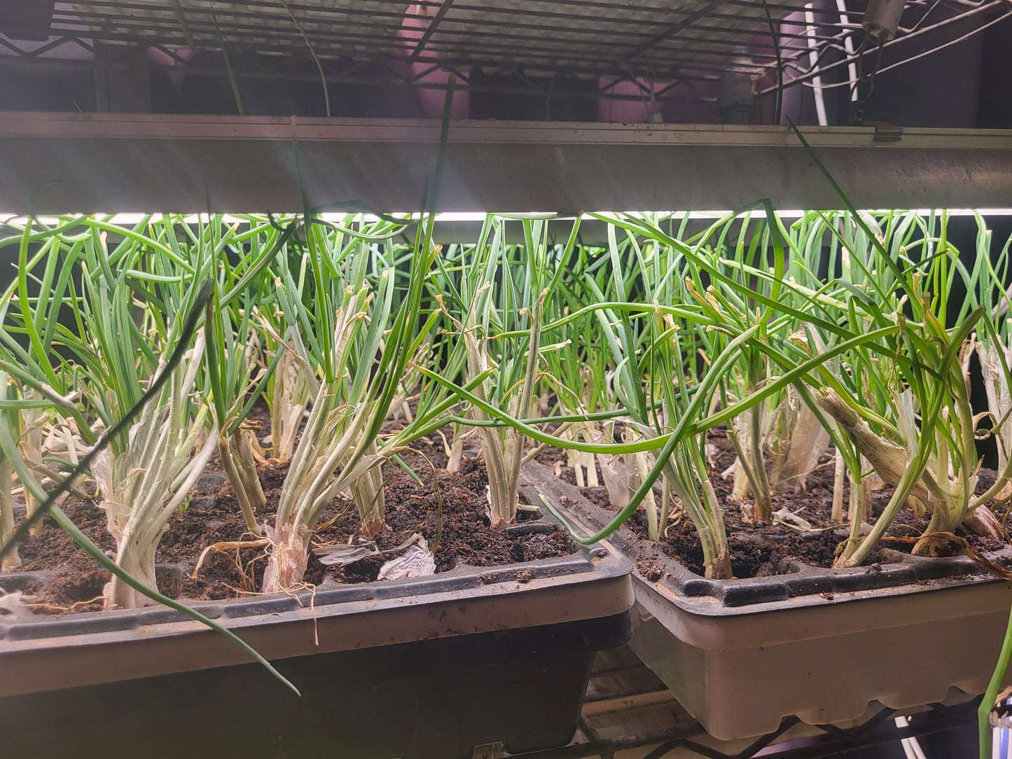 Organic Egyptian Walking Onion Starts - 2 Pack - FREE SHIPPING