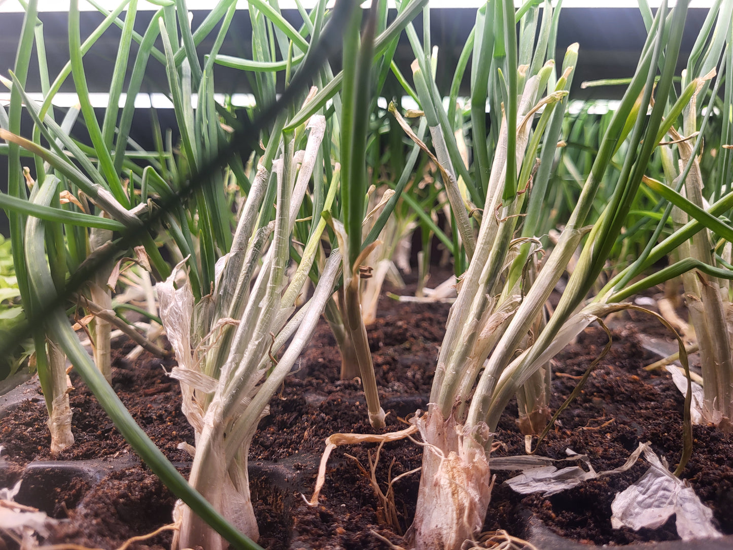 Organic Egyptian Walking Onion Starts - 2 Pack - FREE SHIPPING