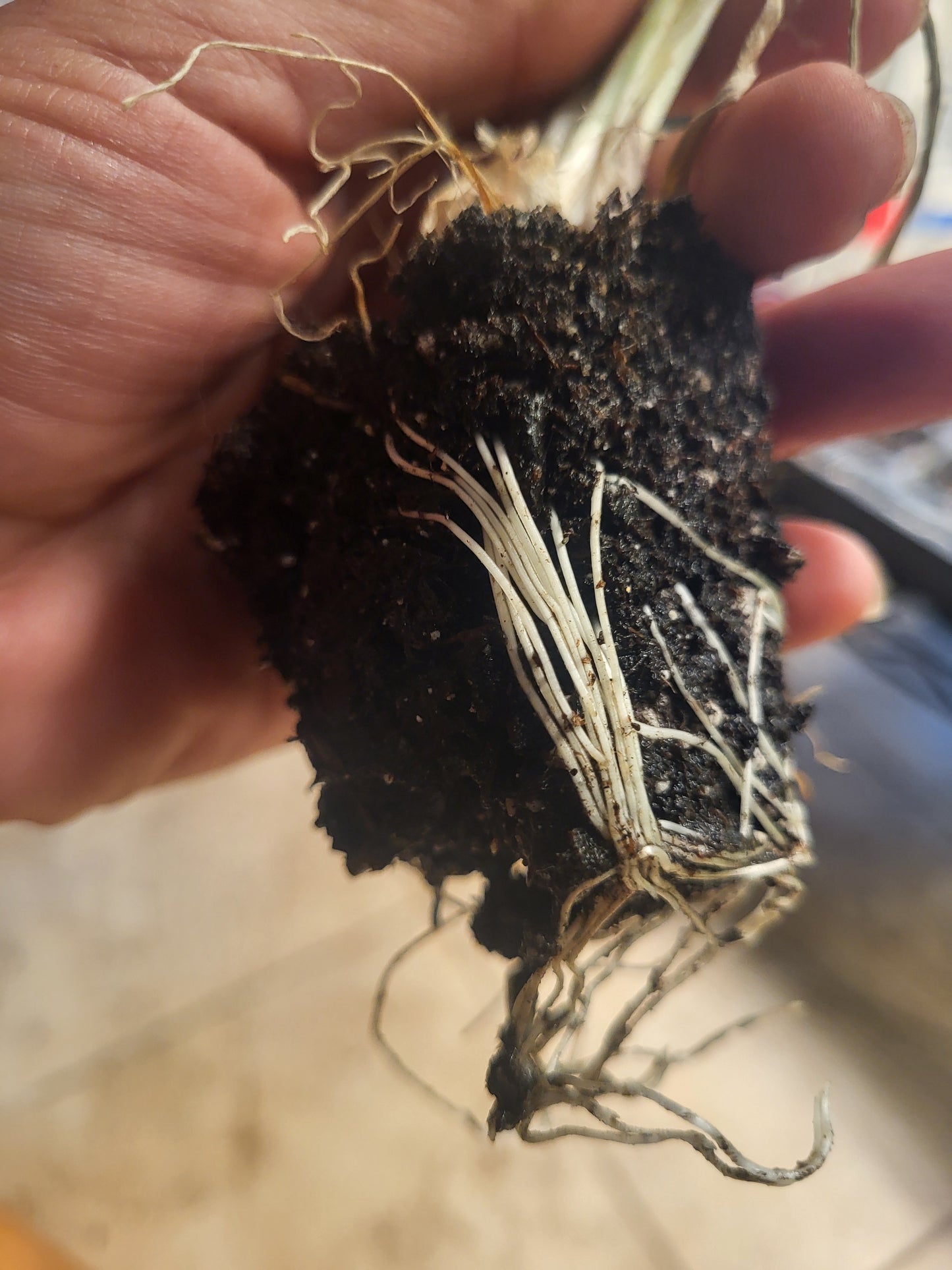 Organic Egyptian Walking Onion Starts - 2 Pack - FREE SHIPPING