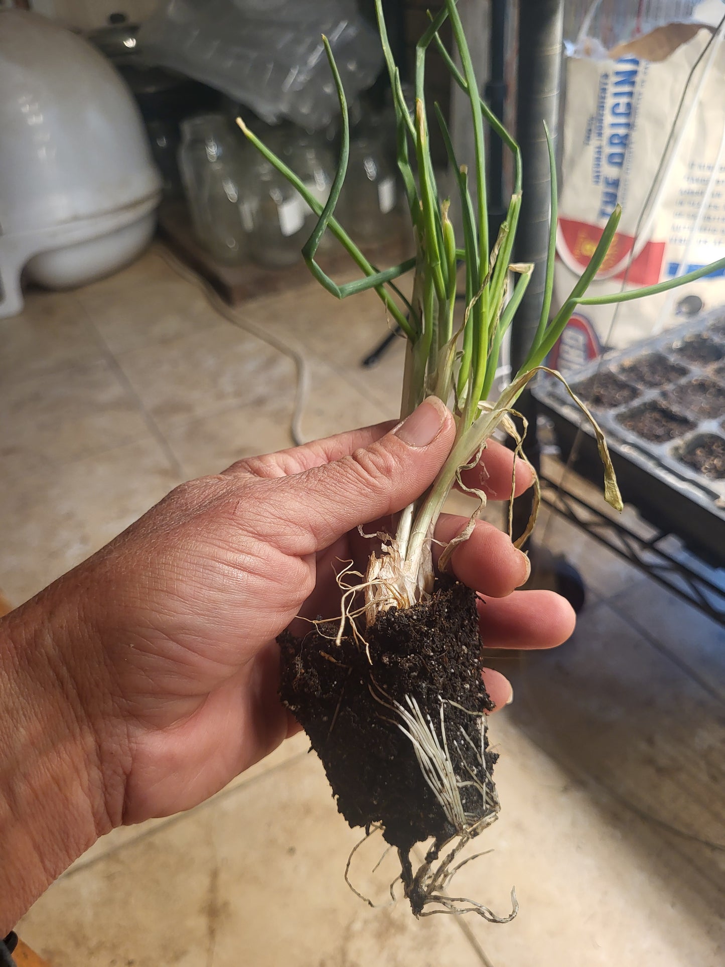 Organic Egyptian Walking Onion Starts - 2 Pack - FREE SHIPPING