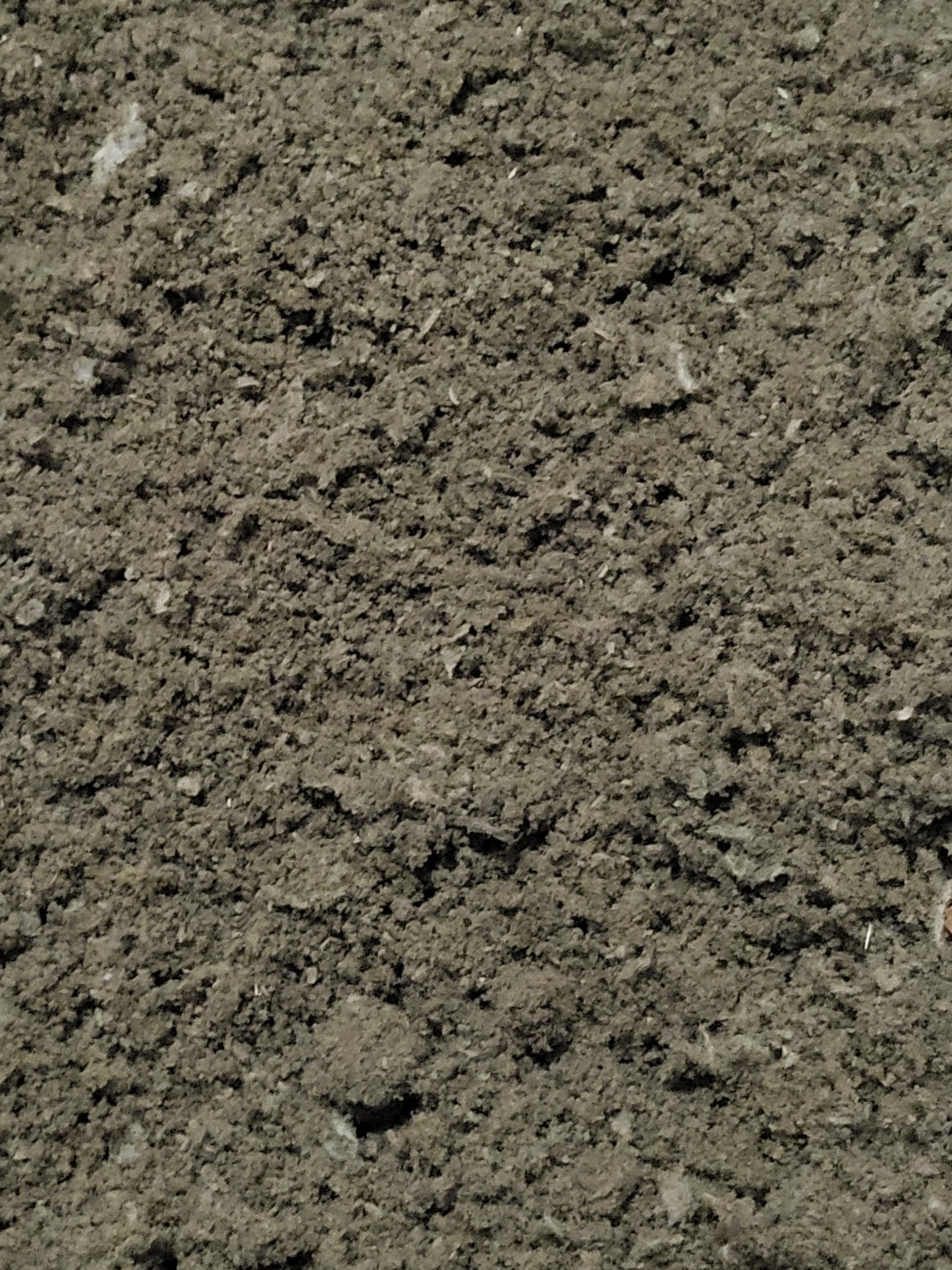 Mullein "Verbascum" Organic Fresh- 16 ounce cup SHIPS FREE