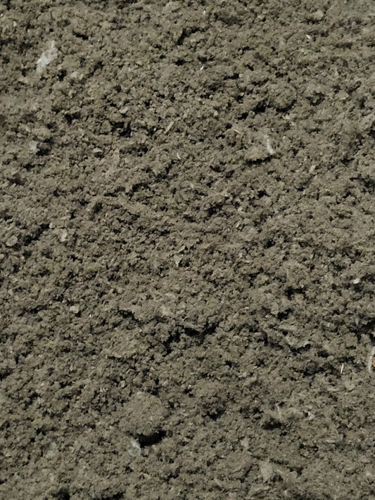 Mullein "Verbascum" Organic Fresh- 16 ounce cup SHIPS FREE