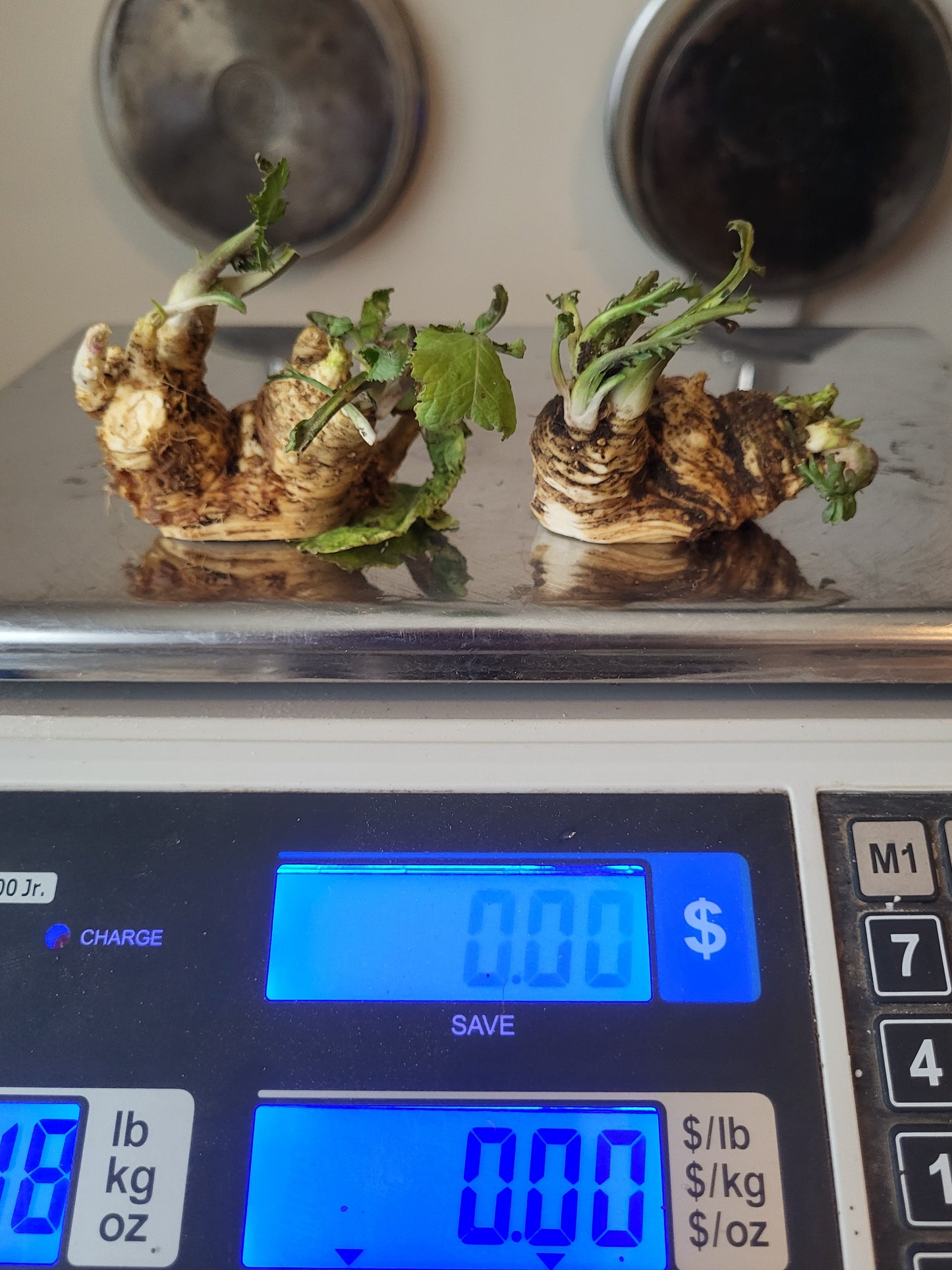 2 Organic Horseradish Root Crowns " For Growing" FREE SHIPPING "