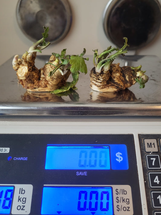 2 Organic Horseradish Root Crowns " For Growing" FREE SHIPPING "