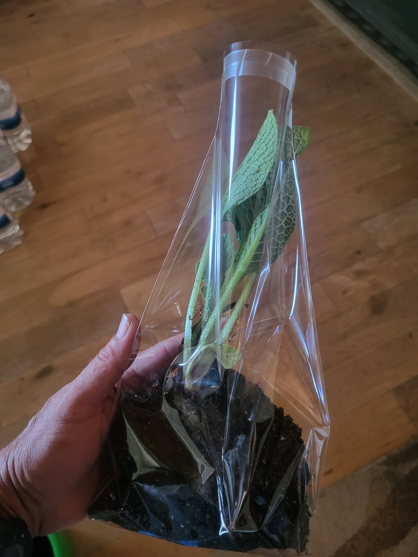 Organic COMFREY PLANTS- 2 PACK- Russian Bocking 14 ,SHIPS FREE