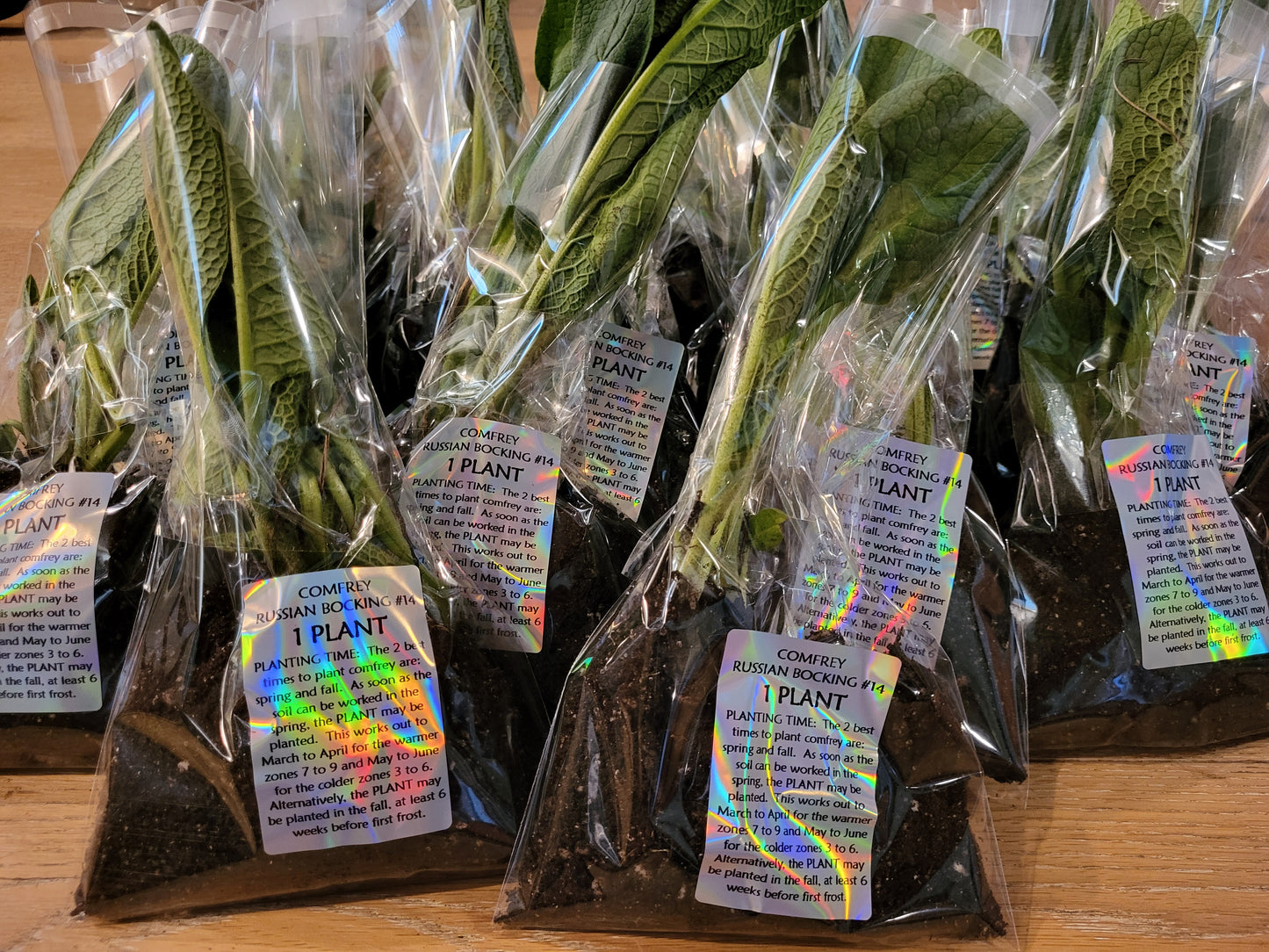 Organic COMFREY PLANTS- 2 PACK- Russian Bocking 14 ,SHIPS FREE
