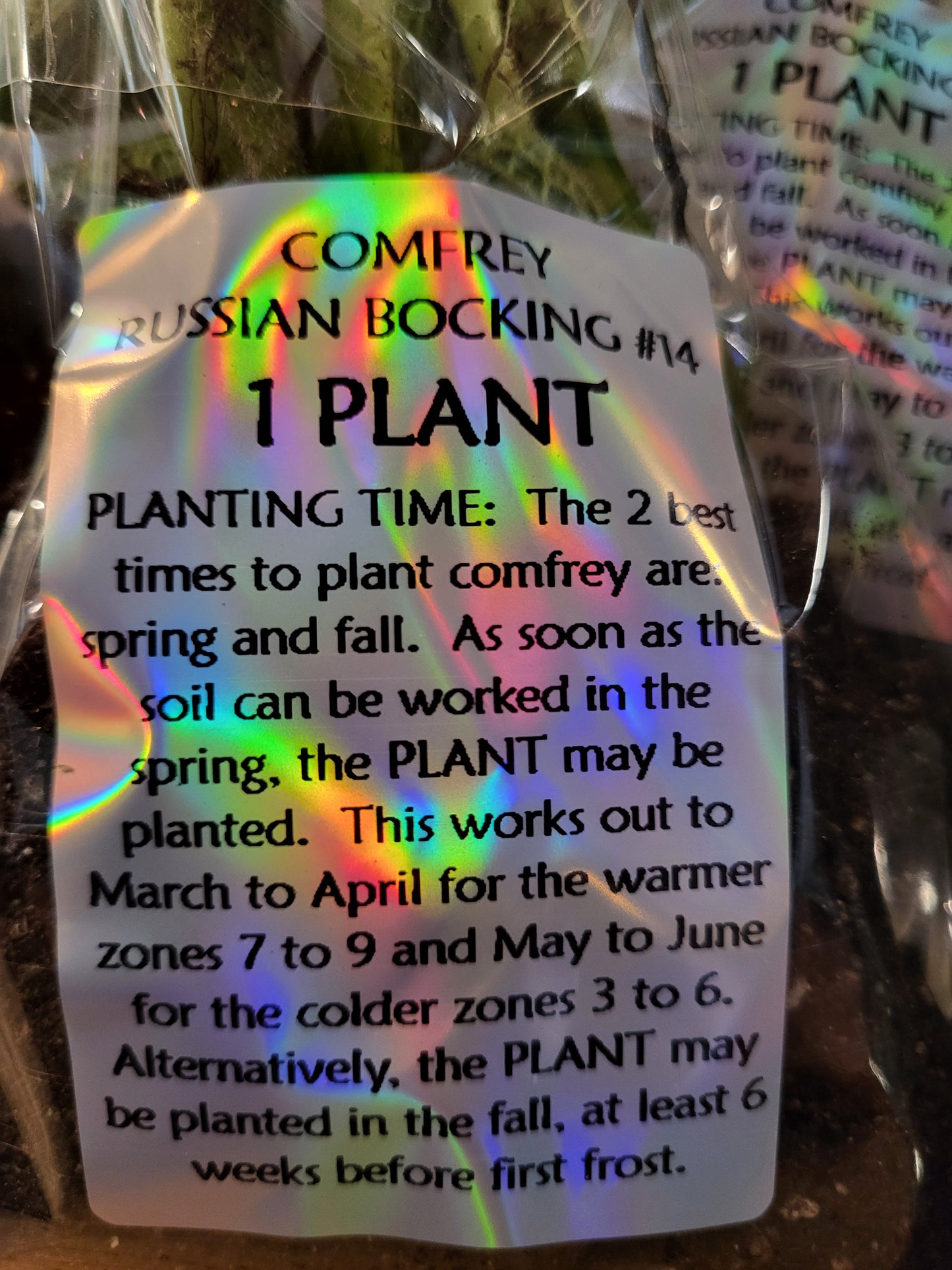 Organic COMFREY PLANTS- 2 PACK- Russian Bocking 14 ,SHIPS FREE