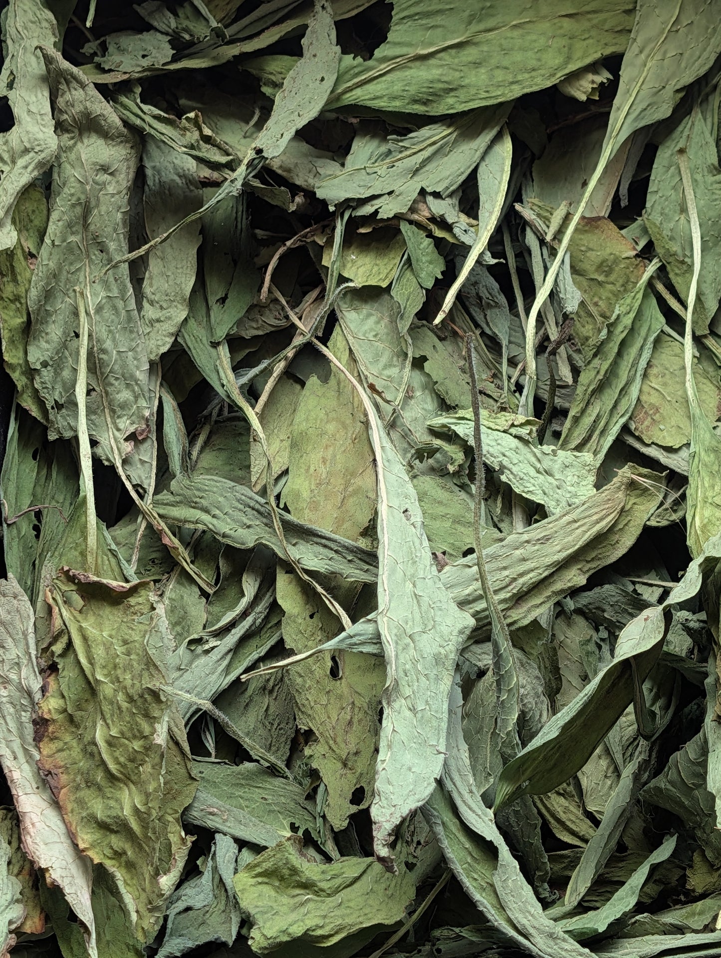 Comfrey Leaf Chopped Organic Fresh- 1.8 oz bag  SHIPS FREE
