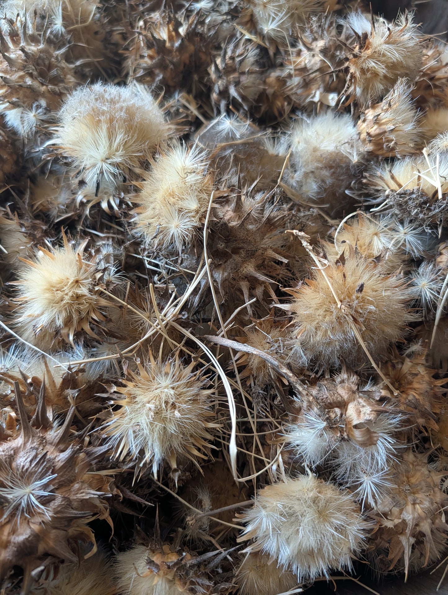 Organic Milk Thistle Seeds in Flower - One flower head can contain 190 seeds -2 ounces FREE SHIP
