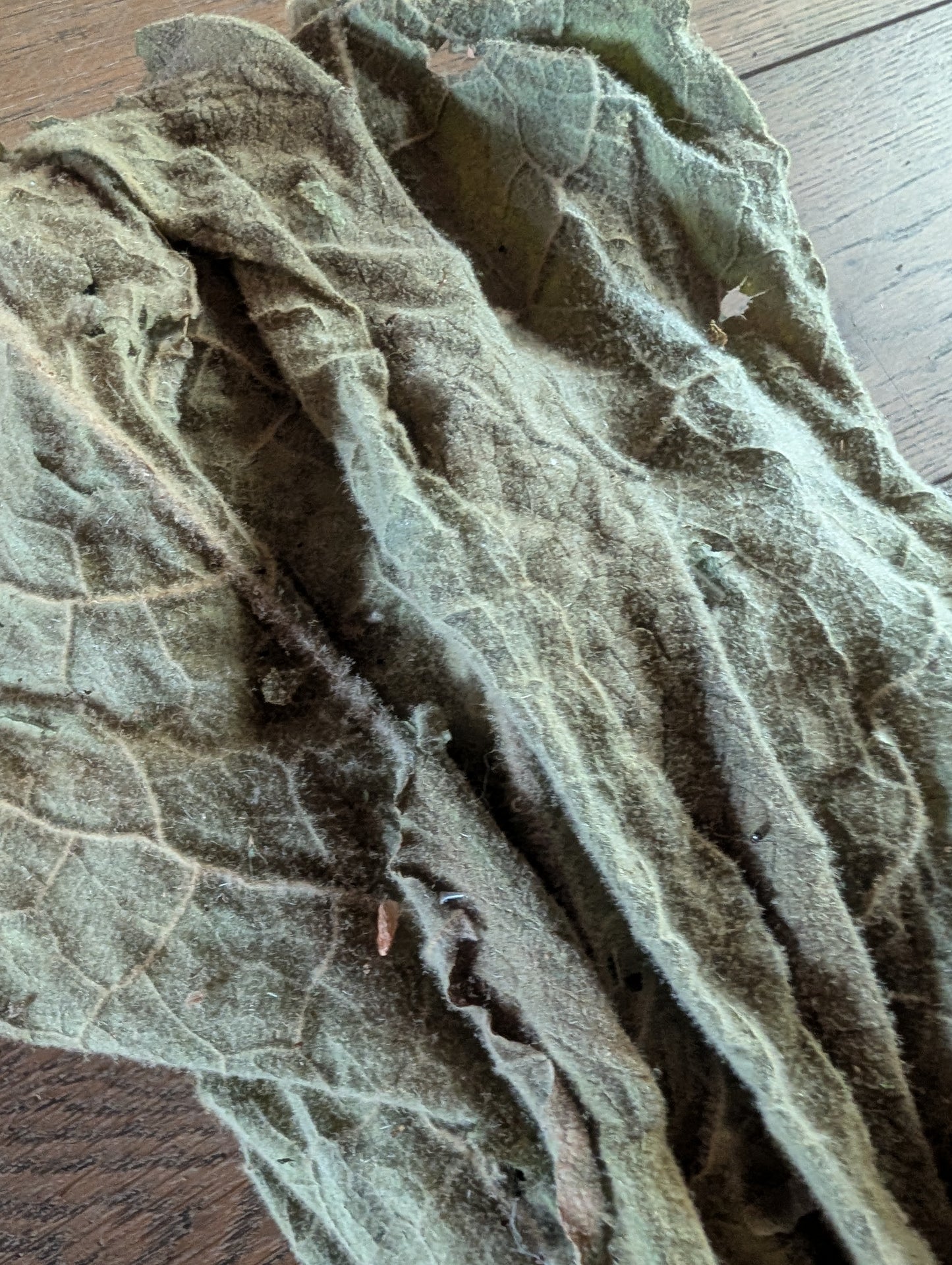 Mullein Leaf Organic Fresh- 4 ounce bag- makes great tincture- Extremely Helpful on Lung Issues-SHIPS FREE