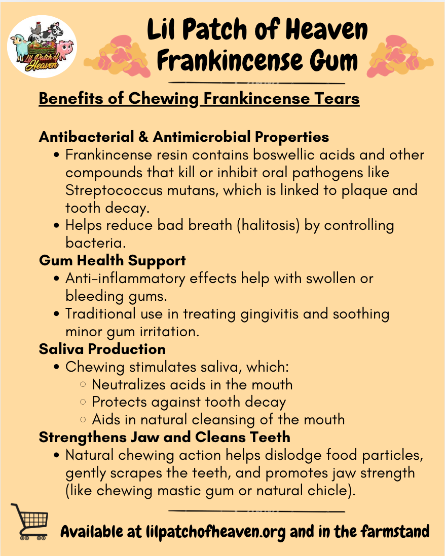 Maydi Frankincense Tears Chewing Gum Organic - 1 oz in Glass Tube SHIPS FREE