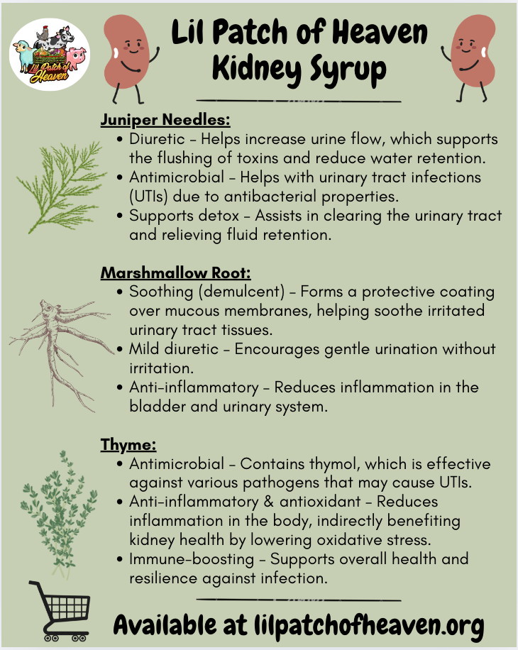 KIDNEY Organic Syrup  - 10 Ounces SHIPS FREE